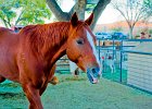38horse a